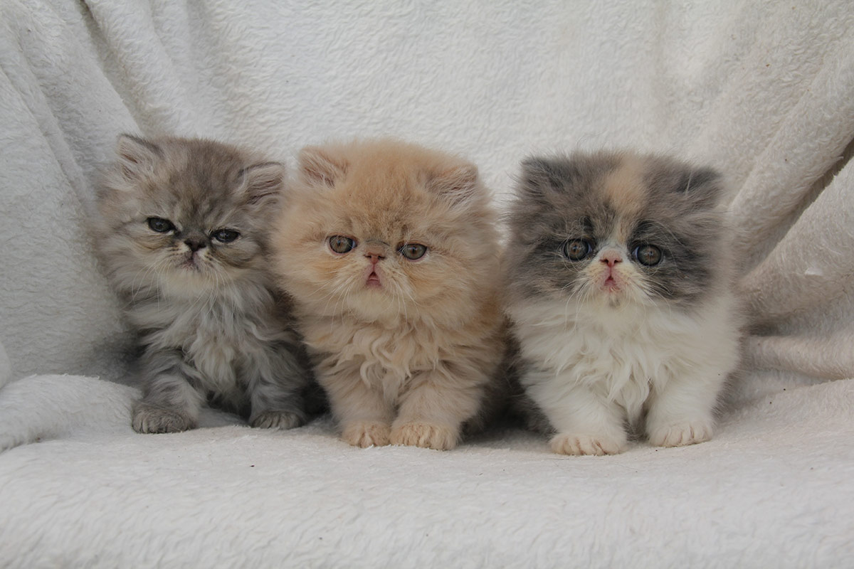 Kittens ELH from cattery de Montespan - litter J