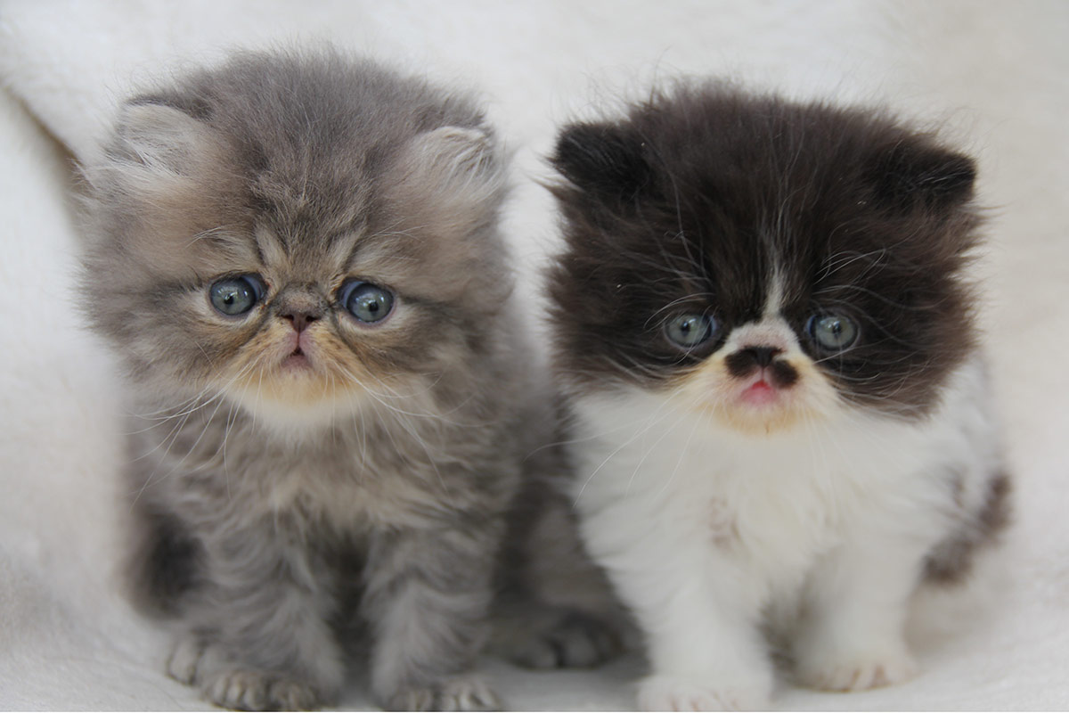 Litter K - Persian past kittens - no for sale