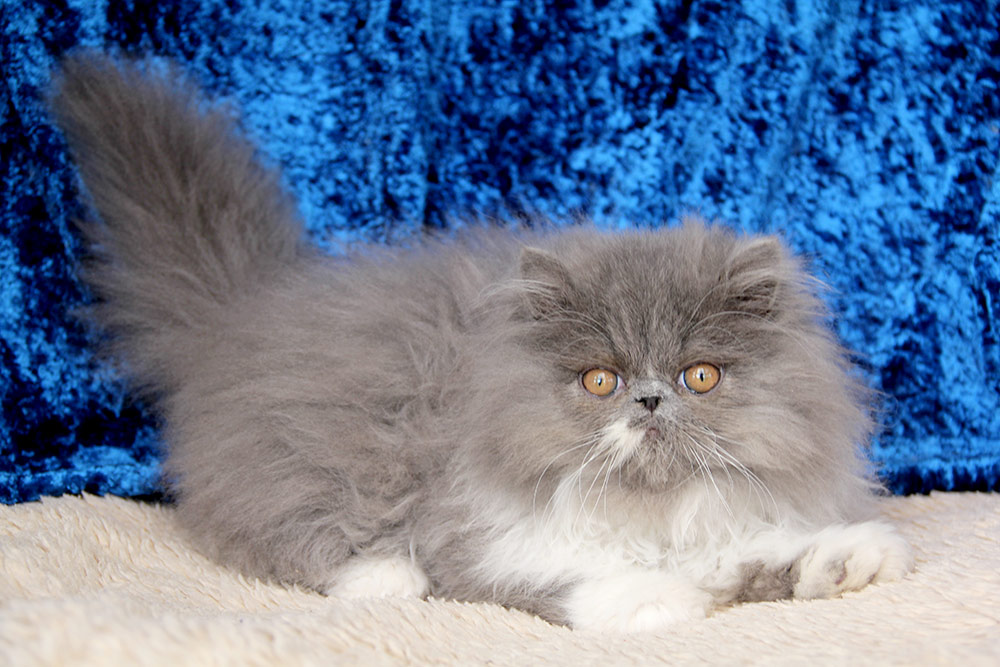 Perské kotě PER a 03 / kocourek modrý bikolor ve věku 3 měsíce