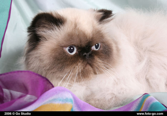 Perské kotě colorpoint - kocourek s černohnědými odznaky PER n 33