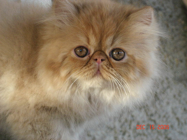 Perské kotě červené CPC - kočička Marianne de Montespan