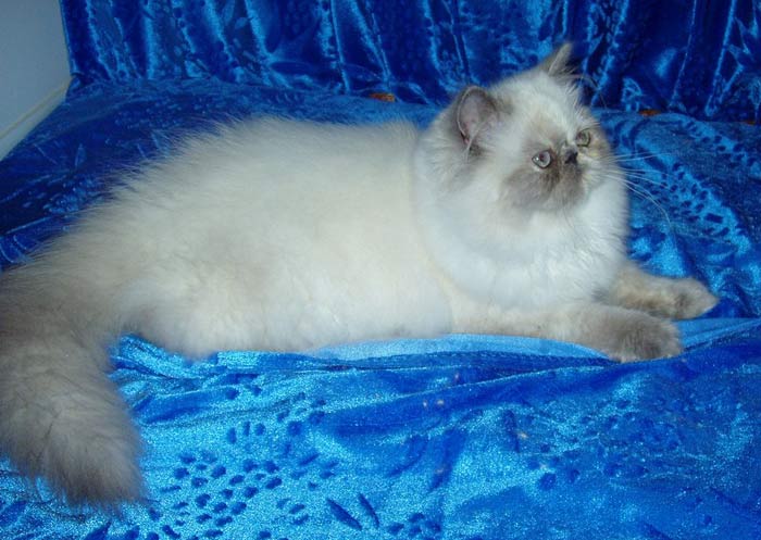Colourpoint perské kotě s modřeželvovinovými odznaky