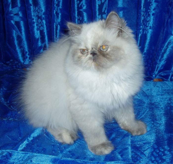 Perské kotě colorpoint - kočička s modře želvovinovými odznaky
