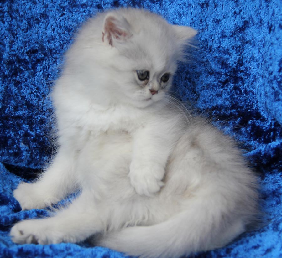 Perské kotě modrá stříbřitá kočička  Ulrica Mon Cherri de Montespan PER as 12