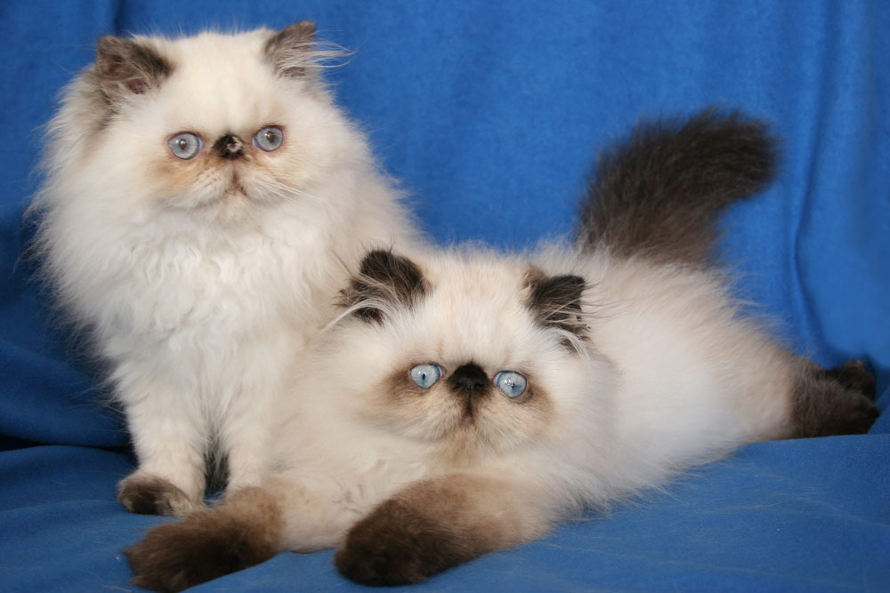 Perská koťata Valentino a Violette de Montespan, PER n 33 + PER g 33, perský colorpoint s černohnědými a modře želvovinovými odznaky - colourpoint