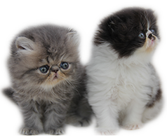 Persian kittens for sale