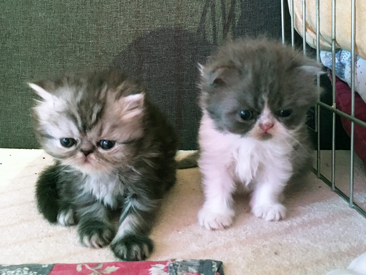 Persian kittens for sale (ELH in CFA) - year 2020.