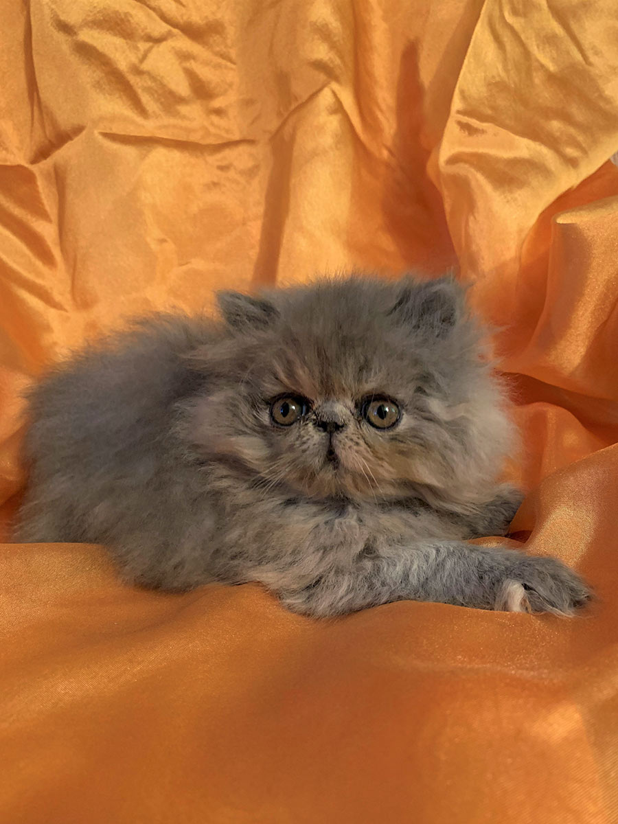 persian kittens for sale