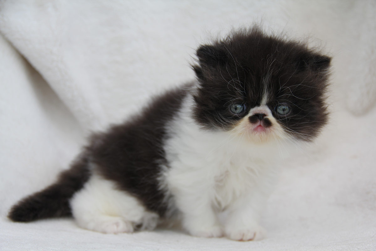 Persian girl for sale - black-white PER n 03 - at 1 months