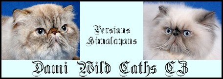 Dami Wild Caths perské kočky s odznaky