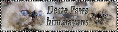Deste Paws, perské kočky s odznaky (colorpoint)