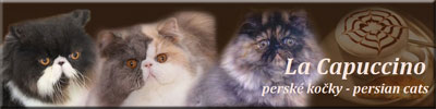 La Capuccino - pure persian cats