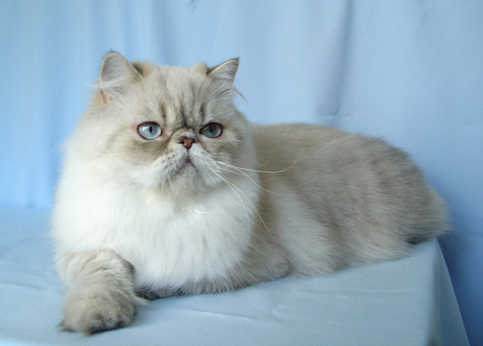 Chanel Chérie EQUI-CAT, SK, PER a 21 33 / perská kočka s modře žíhanými odznaky