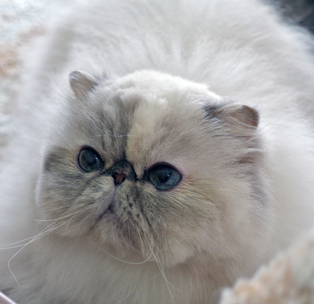 Deste Paws Lizard, PER g 21 33 / himalayan cat blue-cream-lynx point female - at 5 years