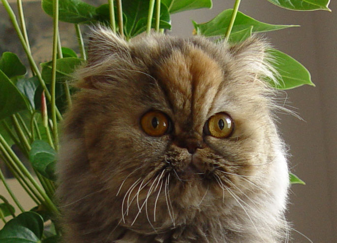 PER f 22 (CPC) / perská kočka černě želvovinová mramorovaná