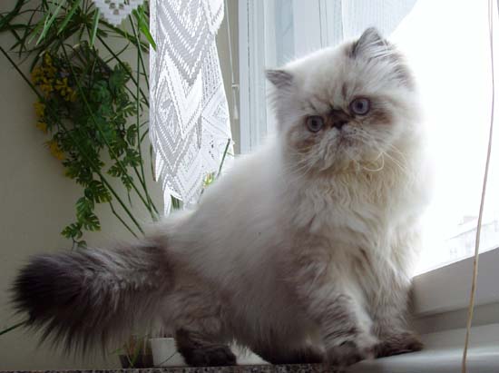 Himirose perské kotě s hnědě žíhanými odznaky, PER n 21 33 - 5 měsíců