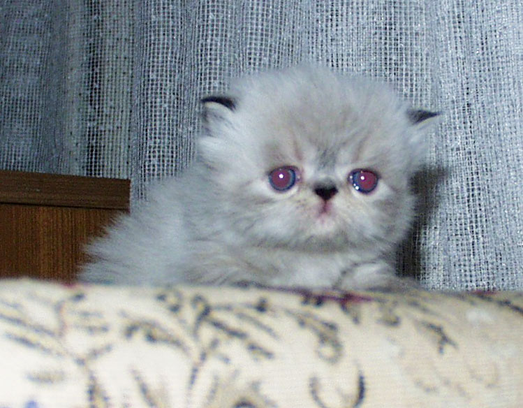 Himirose perské kotě s hnědě žíhanými odznaky, PER n 21 33 - 3 týdny