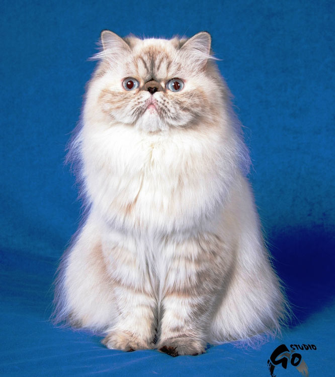 CH Nelly Hot Line Deste, PER f 21 33 / perská kočka černě želvovinová s odznaky a kresbou 