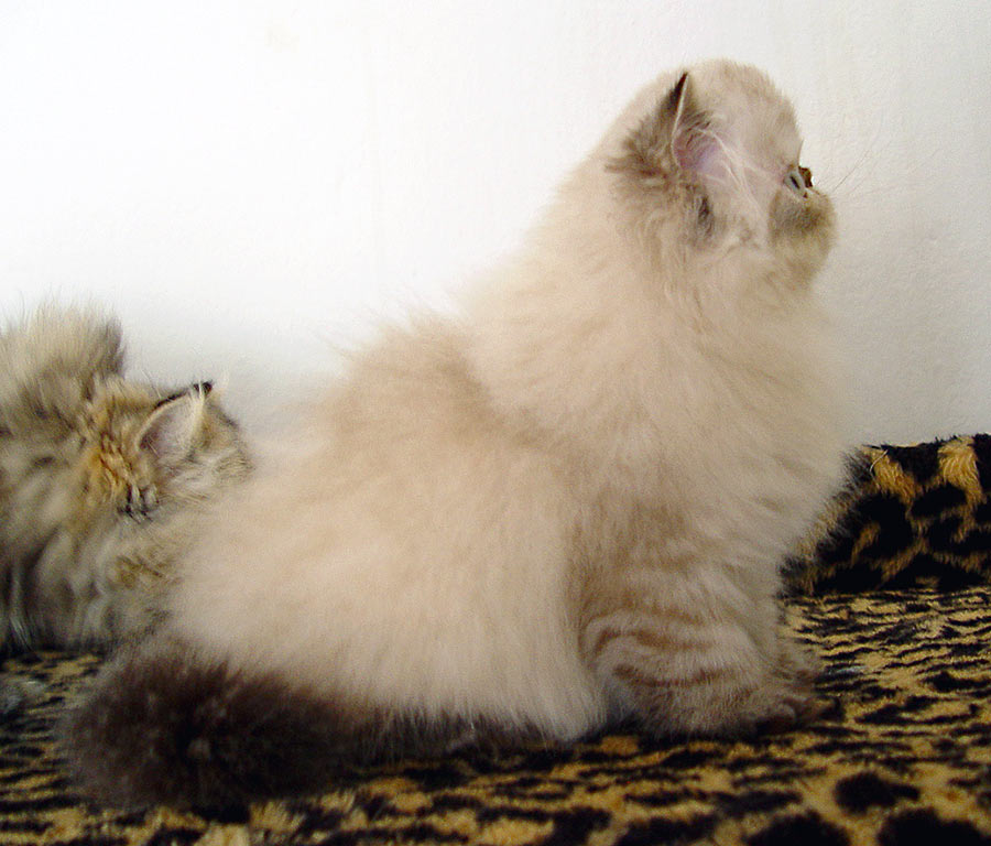 Deste Paws Mystery Line, PER n 21 33 / persian himalayan kitten seal-lynx point - at 10 weeks - male