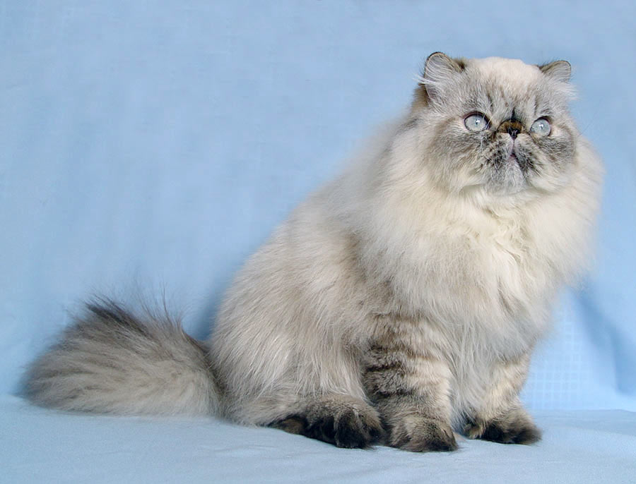 Deste Paws Mystery Line, PER n 21 33 / persian himalayan cat male seal-lynx point - at 10 months