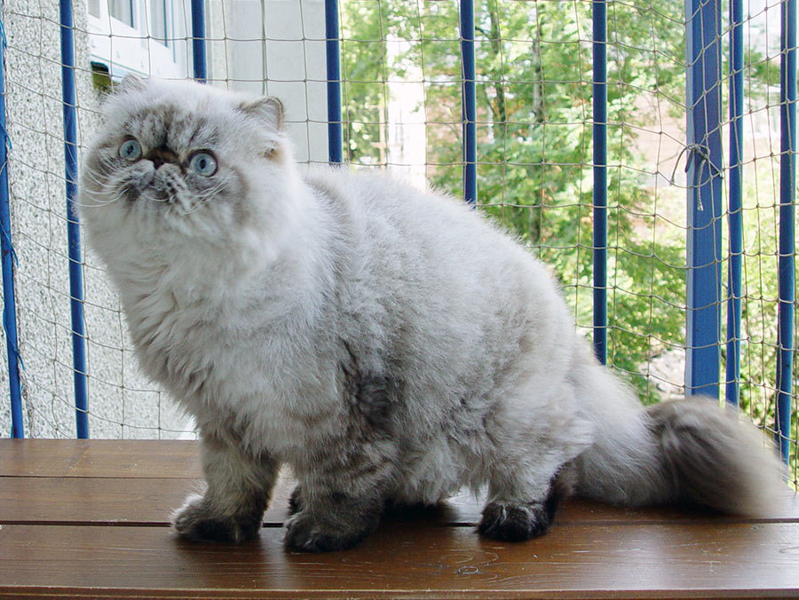 Deste Paws Mystery Line, PER n 21 33 / persian himalayan cat male seal-lynx point - at 1 year. After shaving.