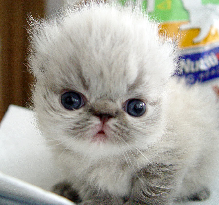 Deste Paws Mystery Line, PER n 21 33 / persian himalayan kitten seal-lynx point - at 3 weeks - male