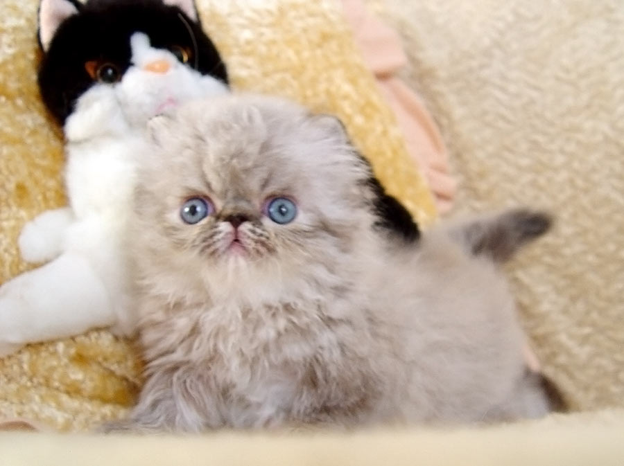 Deste Paws Mystery Line, PER n 21 33 / persian himalayan kitten seal-lynx point - at 5 weeks - male