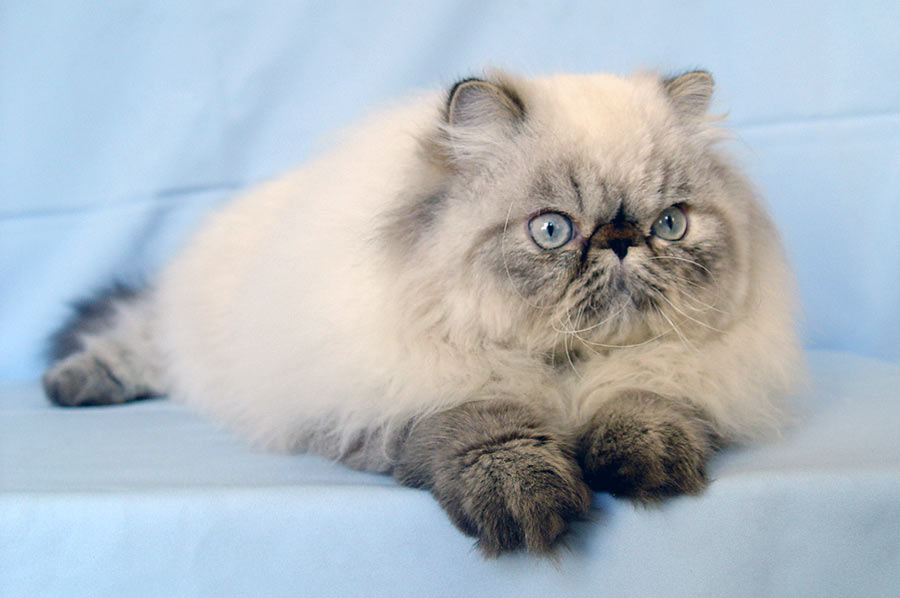 Deste Paws Mystery Line, PER n 21 33 / persian himalayan cat male seal-lynx point - at 8 months