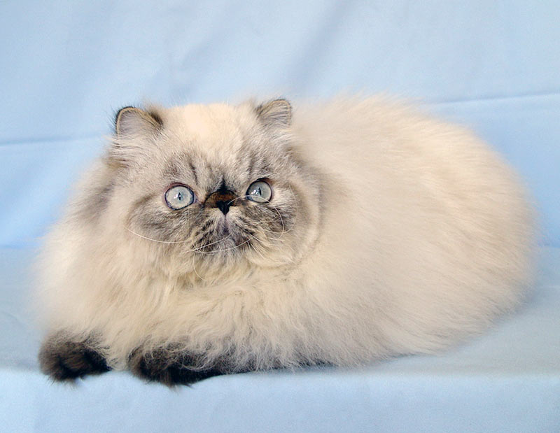 Deste Paws Mystery Line, PER n 21 33 / persian himalayan cat male seal-lynx point - at 8 months