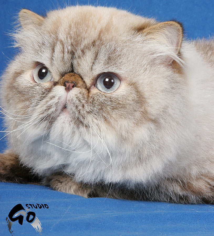 Deste Paws Mystery Line, PER n 21 33 / persian himalayan cat male seal-lynx point - at 2 years. After shaving.