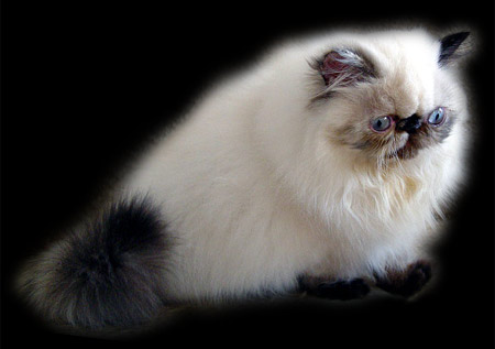 Perská kočka s černě želvovinovými odznaky