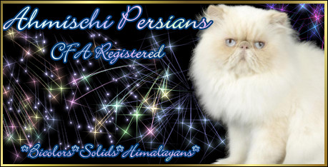 Ahmischi perské kočky s odznaky (colourpoint)