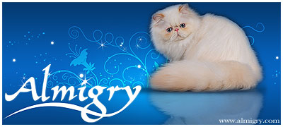 ALMIGRY - perské kočky s odznaky (colourpoint)