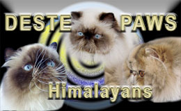 Deste Paws - perské kočky s odznaky (colourpoint)