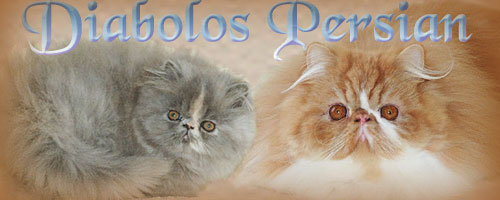Diabolos - persian cats