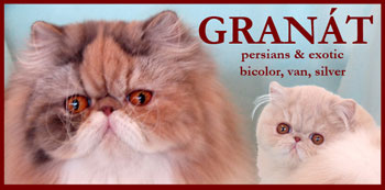 GRANÁT - perské kočky