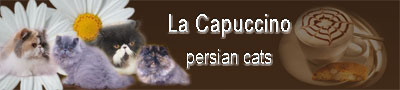 LA CAPUCCINO - persian cats