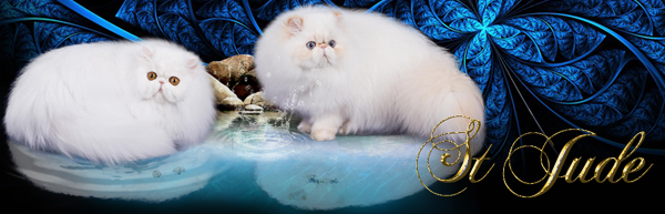 ST Jude himalayan cats - colourpoint