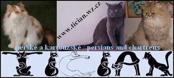 TICIAN persian and chatreux cats