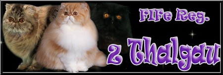 Z THALGAU,CZ persian and exotic cats