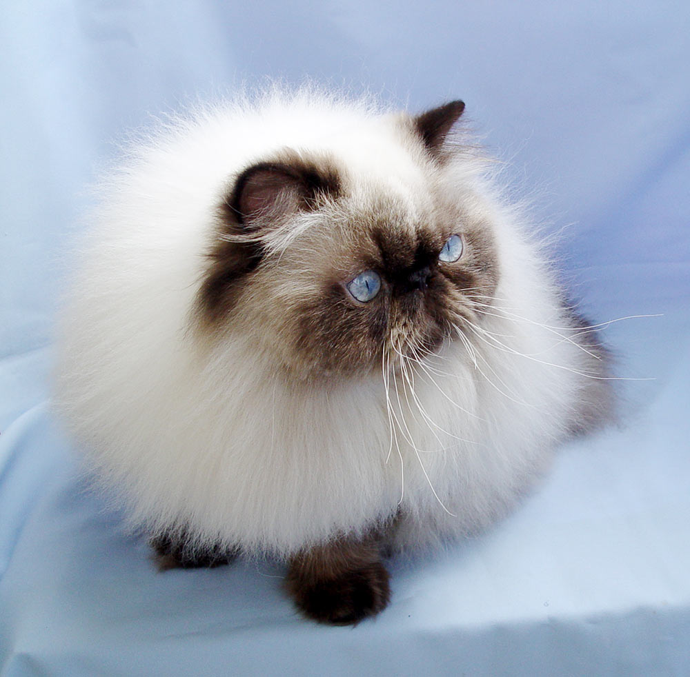 Deste Paws Imp From Sky, PER n 33 / persian himalayan male - at 10 months