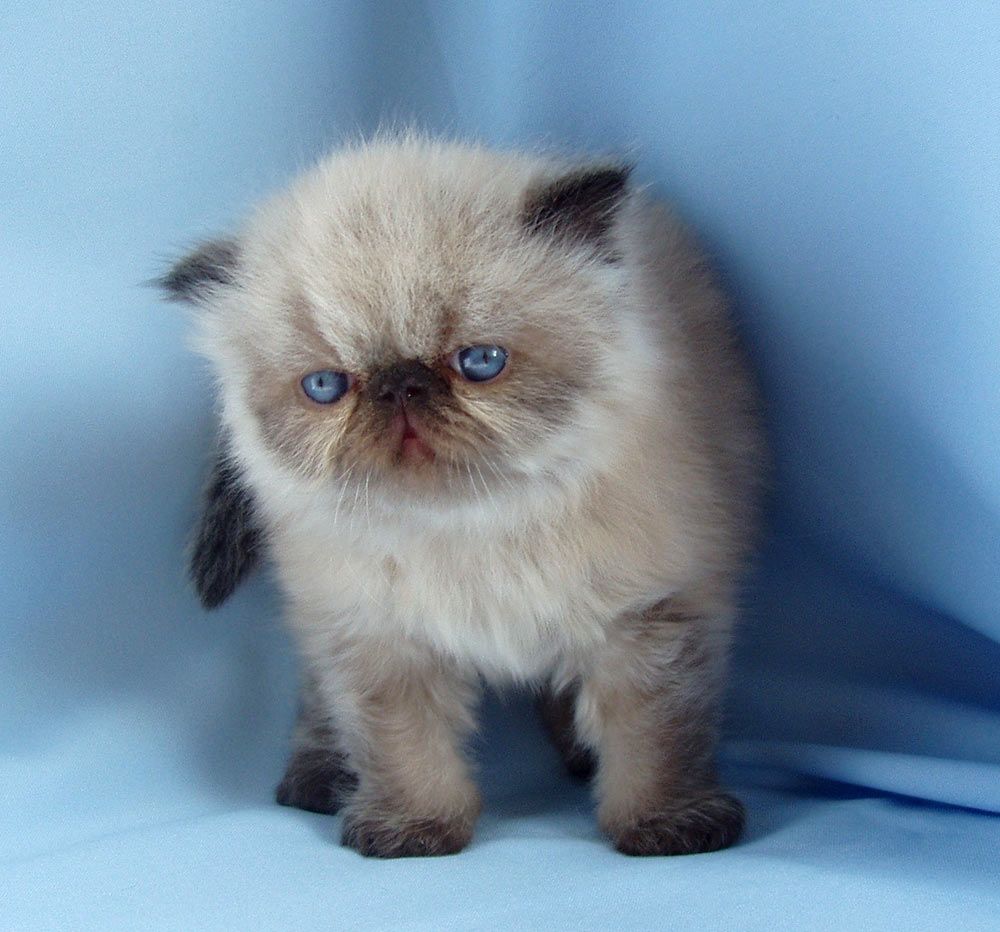 Deste Paws Imp From Sky, PER n 33 / persian himalaya kitten Seal Point at 1 month