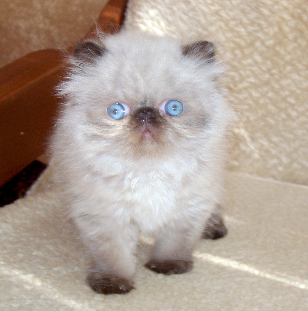 Deste Paws Imp From Sky, PER n 33 / persian himalaya kitten Seal Point at 6 weeks