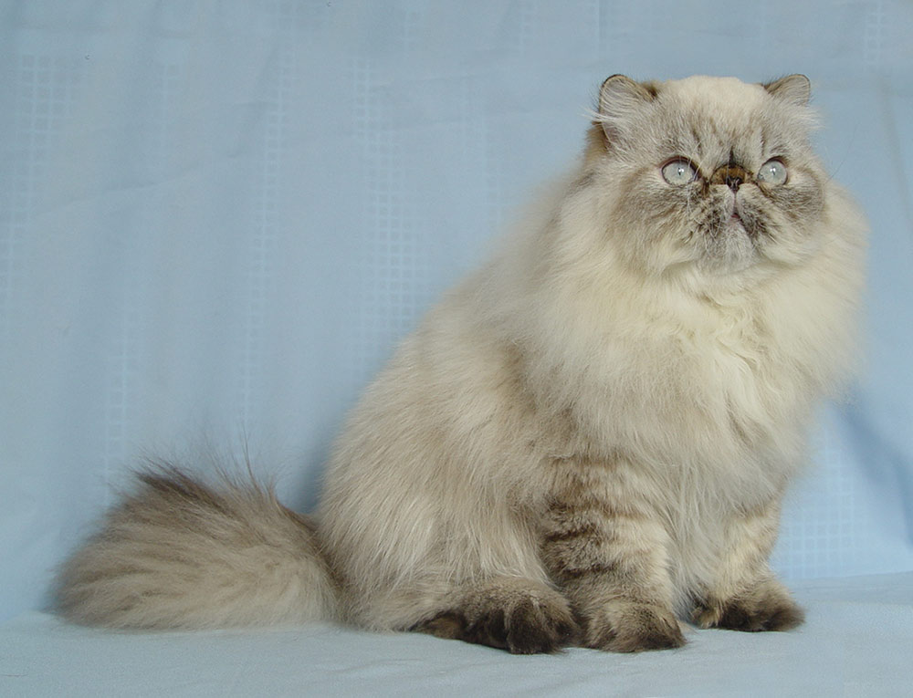 Deste Paws Mystery Line, PER n 21 33 / Himalayan Seal-Lynx Point male at 10 months