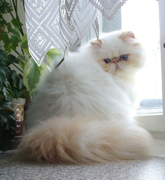 Alomi's Sincerely URS, PER e 33 / himalayan kitten Cream Point (colourpoint) at 8,5 months