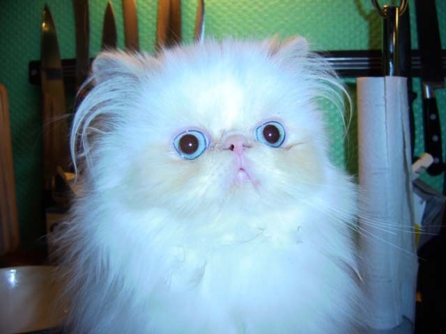 Alomi's Sincerely URS, PER e 33 / himalayan kitten Cream Point (colourpoint) at 4 months