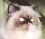 CH Sunval My Valentine, PER f 33 / Tortie Point Himalayan