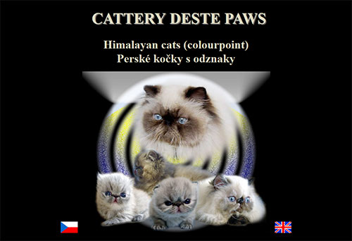 Deste Paws - perské kočky s odznyky (colourpoint)