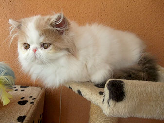 Perské kotě krémovo-bílý harlekýn na prodej - kočička Lady - Jane Keanu,CZ