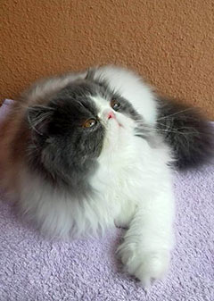 Mia, Princess Keanu, CZ - perská kočička modrý harlekýn (PER a 02)